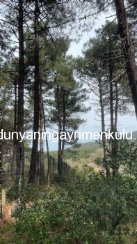 YAKACIK AYDOS'DA 7070 M2 SATILIK ÇİFTLİK